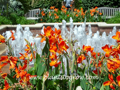 Canna Orange Punch
compact plant 3-4 feet
bright orange flowers with yellow throat